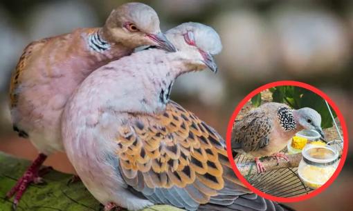 Loài chim nghe tên ngượng đỏ mặt, chỉ ăn rồi đẻ sòn sòn, lại là 'cần câu cơm' giúp anh nông dân Lạng Sơn bỏ túi trăm triệu đồng mỗi năm