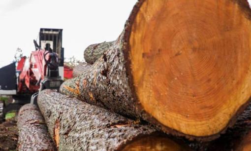 Loại gỗ tên lạ quý hiếm hơn cả gỗ sưa, được ví như 'vàng lộ thiên'