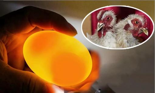 Một quả trứng có hai lòng đỏ có thể nở ra được hai chú gà con không? Câu trả lời không đơn giản như bạn nghĩ