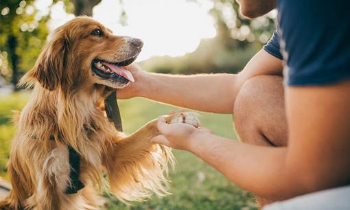 Làm sao chó biết tên của mình? Tại sao nó biết rằng chủ đang gọi?