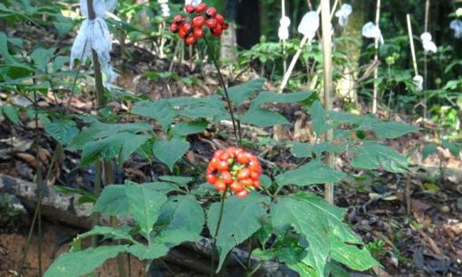 Loài cây được mệnh danh là ‘Quốc bảo' chỉ Việt Nam mới có: Đắt đỏ, quý hiếm bậc nhất thế giới, nhắm giấc mơ tỷ đô