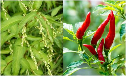 Ở Việt Nam có loại rau cay hơn cả ớt, là thần dược chữa được nhiều bệnh, cực tốt cho hệ tiêu hoá