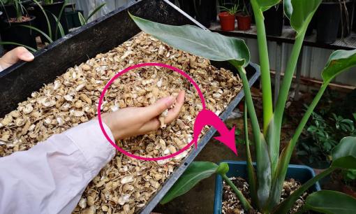 Đừng lãng phí vứt những 'rác' này, hãy tận dụng để trồng cây, vừa thân thiện môi trường vừa tiết kiệm chi phí