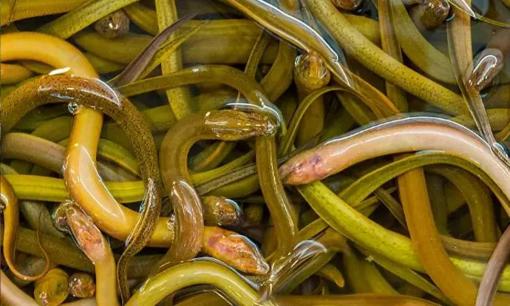 5 loại thực phẩm đặc biệt có nhiều ký sinh trùng, nhiều người hầu như ăn hàng ngày