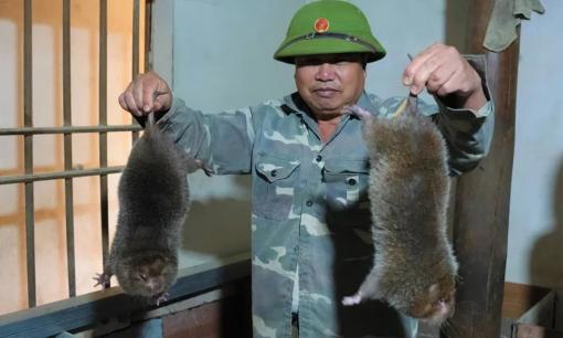 Nuôi loài vật ưa bóng tối, thấy thứ gì cũng gặm, anh nông dân 'đút túi' 100 triệu đồng/tháng