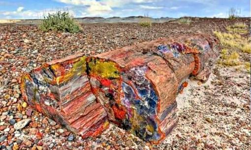 Phát hiện loại gỗ triệu năm tuổi ở Việt Nam: Độ cứng chỉ sau kim cương, trị giá lên tới hơn 600 tỷ đồng