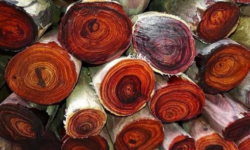 Loại gỗ được mệnh danh 'vàng lộ thiên': Là báu vật quý hiếm của Việt Nam, sở hữu 'đệ nhất vân gỗ' tuyệt đẹp