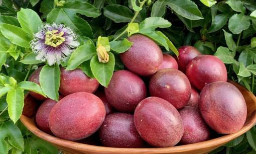 Việt Nam và Trung Quốc ký Nghị định thư mới: 4 mặt hàng 'rộng cửa' vào đất nước tỷ dân