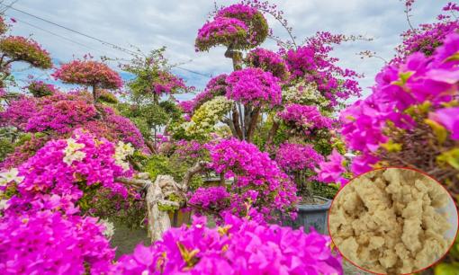 Hoa giấy thích 'ăn' thứ này nhất, người làm vườn lâu năm chỉ cần vùi vào gốc 1 nắm nhỏ là hoa nở kín cành