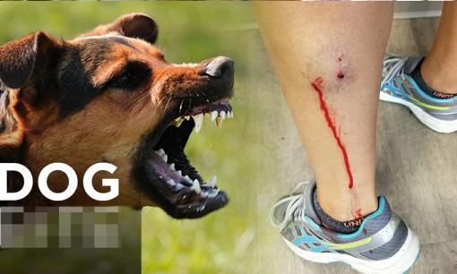 Tại sao người ta lại nói, một con chó cắn chủ phải bị đánh chết cho dù nó có ngoan ngoãn đến đâu? 