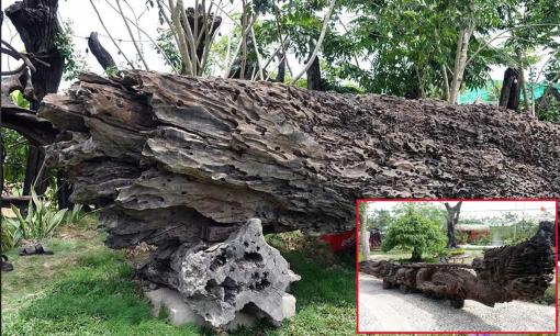 Khúc gỗ quý hiếm cứng như sắt đá, bị chôn vùi dưới lòng sông Tiền hàng trăm năm được ‘hô biến’ thành siêu phẩm