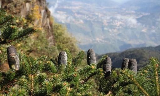 Loài cây cảnh tự nhiên quý hiếm bậc nhất trên thế giới: Hiện chỉ có duy nhất tại Việt Nam