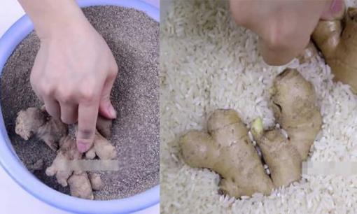 Mua nhiều gừng thì phải bảo quản thế nào để không bị khô quắt, lên mầm? Chỉ cho bạn mẹo bảo quản giúp gừng luôn tươi ngon 