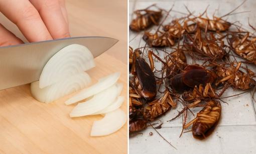 Làm thế nào để diệt gián triệt để nhất? Sử dụng những nguyên liệu đơn giản có sẵn trong nhà và bạn có thể giết chết từng con gián chỉ trong một đêm