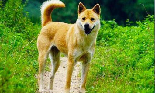 Tại sao chó lại rời xa chủ trước khi chết? Lý do đằng sau nó khiến mọi người khóc