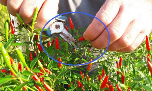 Áp dụng đúng phương pháp này, bạn chỉ cần trồng ớt một lần mà vẫn có thể thu hoạch suốt 5 năm liên tục