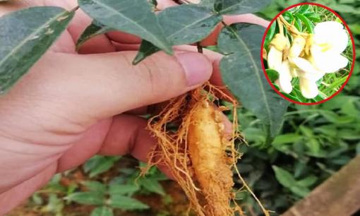 Loại cây mọc dại ở Việt Nam được ví như 'vàng trong đất', dùng để bồi bổ, chữa ho cực tốt