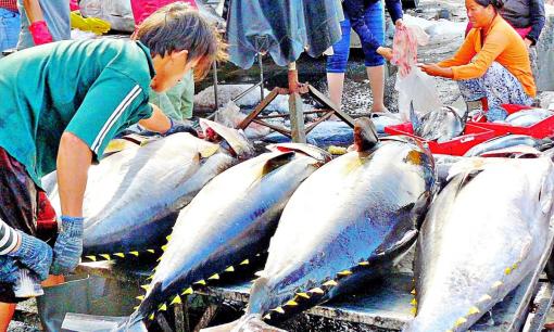 Được ví siêu thực phẩm, 'cá tỷ đô' của Việt Nam khiến người dân Nga cùng 75 quốc gia khác cực kỳ ưa chuộng, thuế nhập khẩu 0%