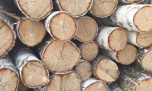 Loại gỗ được xem như 'mộc vương': Cứng gấp 2 lần thép, có thể thay kim loại, đạn bắn không thủng