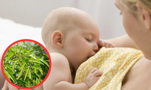 Cây ở bờ rào được ví như 'nhân sâm dành cho người nghèo', xưa không ai ăn nay thành đặc sản thành phố, rất tốt cho phụ nữ sau sinh