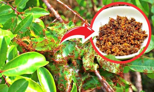 Đặc sản bám chi chít trên cây, nghe tên 'sợ khiếp vía' nhưng là món khoái khẩu trong nhà hàng, hương vị lạ