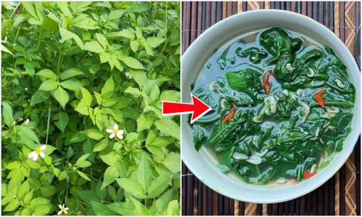 'Thuốc quý' mọc dại ven đường: 3 loại rau đầy rẫy ở Việt Nam lại là 'thần dược' ít người biết đến 