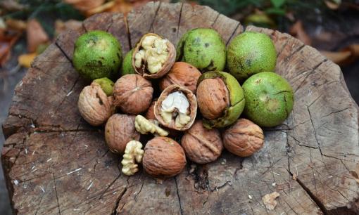 1 loại quả ở Việt Nam là ‘Vua của các loại hạt’: Có khả năng làm giảm nguy cơ mắc bệnh tim và nhiều loại ung thư