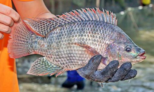 Ở Việt Nam có một loại cá được người Mỹ thích mê, 'chốt đơn' chục triệu USD