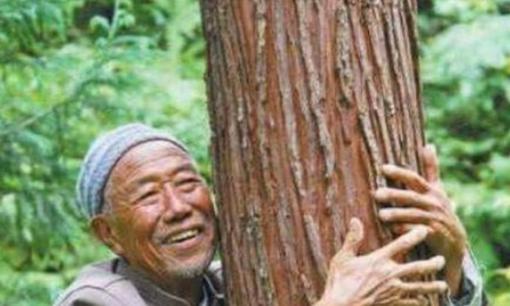 Phát hiện 3 cây gỗ quý 900 tỷ trong vườn nhà, chuyên gia vội khuyên lão nông tuyệt đối không được bán, vì sao?