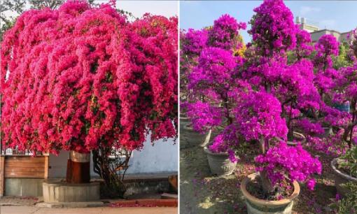 Loại nước tưới tốt nhất cho cho cây hoa giấy, vào mùa hè hoa nở rực rỡ, cả tháng không tàn