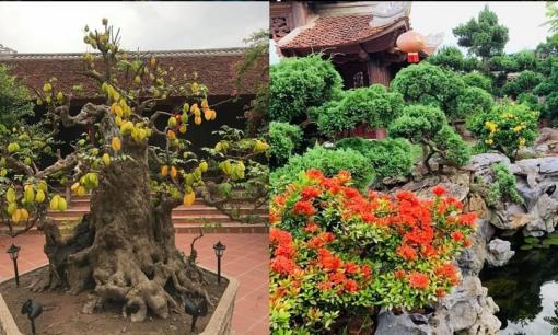 Cận cảnh căn biệt phủ 1.700m2 toàn gỗ quý cùng dàn cây cảnh tiền tỷ, gia chủ mất 4 năm mới hoàn thiện