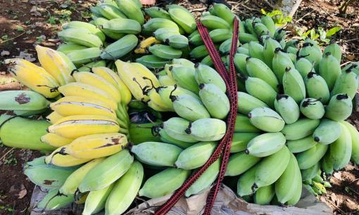 Loại quả ‘quốc dân’ được tạp chí Mỹ vinh danh lọt top thực phẩm tốt nhất mọi thời đại, bán đầy chợ Việt