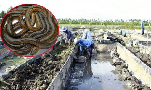 Người dân Vĩnh Long làm chuồng ngoài đồng cho con đặc sản bình dân đẻ la liệt, mỗi năm thu lợi lớn
