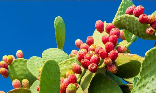 Loại quả mọc dại ở Việt Nam nhưng sang nước ngoài trở thành hàng quý hiếm, được bày bán ở vị trí xịn xò trong siêu thị