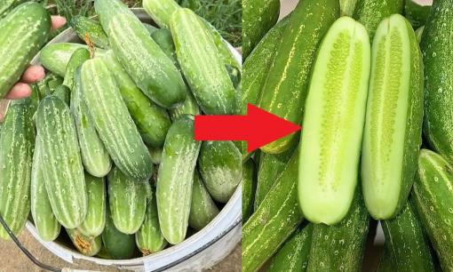 Đi chợ muốn chọn mua dưa chuột đặc ruột, không bị đắng, chỉ cần nhìn vào những điểm này, 10 quả thơm ngon, đặc ruột cả 10