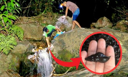 Loại ốc ven suối có hương vị lạ, chỉ xuất hiện vào ban đêm, dân thi nhau rọi đèn bắt, giá cả lên đến 100.000 đồng/kg