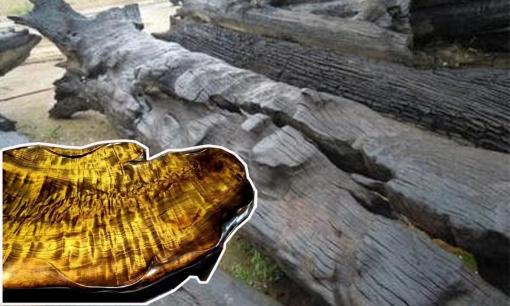 'Báu vật trong rừng' quý gấp nhiều lần vàng, mất hàng chục đến hàng trăm năm mới hình thành, có giá trị bằng vài căn biệt phủ