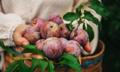 Ngon miệng nhưng đầy nguy hiểm: 5 nhóm người tuyệt đối không nên ăn mận kẻo rước họa vào thân!