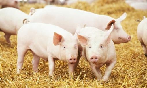 Bảng xếp hạng 13 loài động vật thông minh nhất, bất ngờ với vị trí 'cao không tưởng' của loài lợn - loài mà chúng ta hay nói là ngu