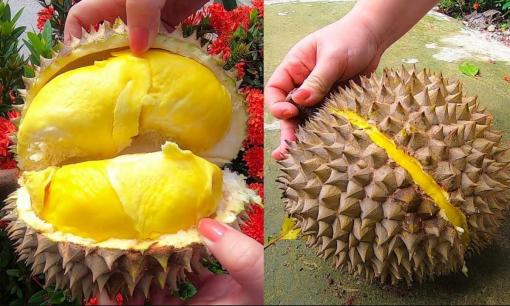 Bí quyết chọn sầu riêng '10 quả ngon cả 10': Cách nhận biết quả chín cây, hạt lép, cơm dày, ngọt lịm và không hóa chất