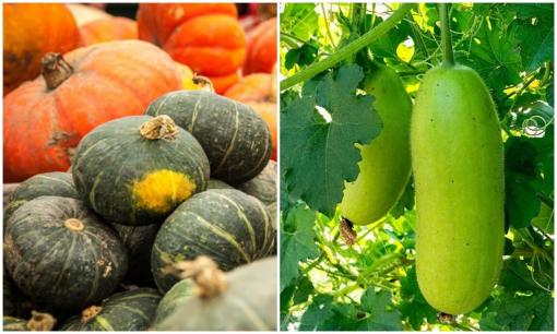 4 loại quả bổ như sâm, không thuốc trừ sâu, chợ Việt nào cũng bán