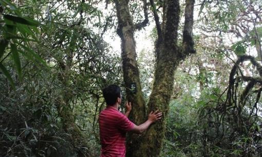 Việt Nam có loại cây hàng nghìn năm tuổi: Sản sinh ‘báu vật’ 680 triệu/kg, sống ở độ cao gần 3.000m, cả nước chỉ còn 60 gốc