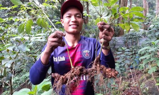 Loại cây chỉ xuất hiện ở Việt Nam có giá kỷ lục gần 900 triệu đồng/củ: Chứa dược chất quý vượt trội so với hàng ngoại