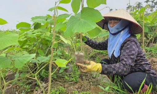 Nông dân Hải Dương thu lời 'khủng' 50 triệu/sào nhờ ươm mầm giống cây này