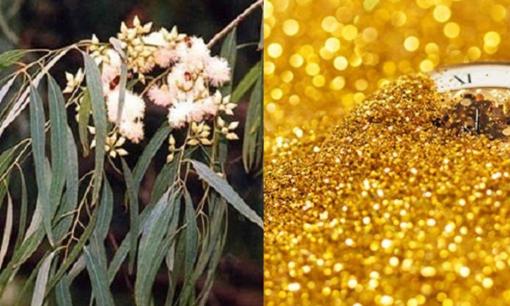 Loại cây thân gỗ trồng nhiều ở Việt Nam có thể hút vàng dưới lòng đất, có loại giá hàng triệu đồng/m3