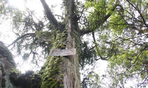 Việt Nam có 2 Cây Di sản hơn 300 tuổi: Là loại gỗ quý hiếm 'hút' tài lộc, giá hàng chục triệu đồng 1 khối