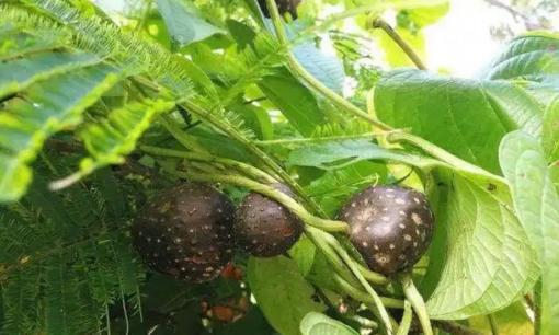 Loại cây từ quả đến rễ đều kịch độc nhưng người Việt vẫn dùng làm thực phẩm, giá bán cao chót vót