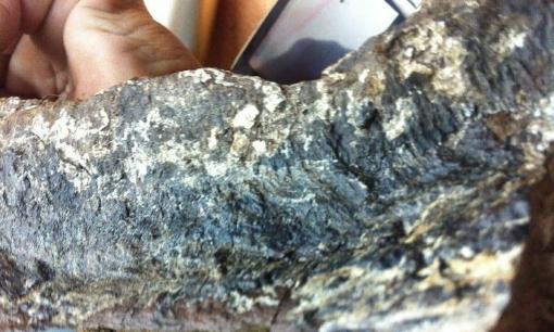 Việt Nam xuất hiện loại gỗ quý như 'kim cương rừng', khách từng trả giá gần 250 tỷ đồng/kg chủ vẫn không bán