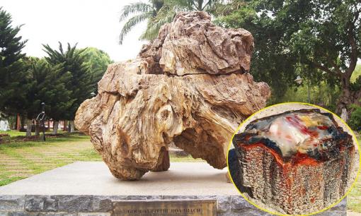 Loại gỗ quý hiếm hàng triệu năm tuổi được định giá lên tới 600 tỷ, ở Việt Nam có một khối nặng gần 8 tấn