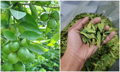 Đừng chỉ ăn quả, lá loại cây này được ví như 'nhân sâm người nghèo', ở quê mọc um tùm, giúp chống lão hoá, làm đẹp da